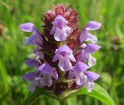Attēlu rezultāti vaicājumam “Prunella vulgaris leaf”