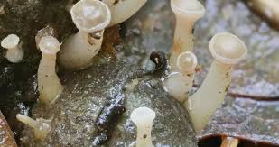 Attēlu rezultāti vaicājumam “Cudoniella clavus”