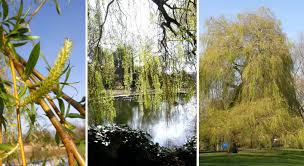 Attēlu rezultāti vaicājumam “Salix x sepulcralis”