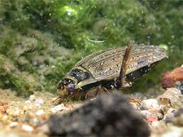 Attēlu rezultāti vaicājumam “Acilius sulcatus female”