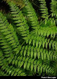 Attēlu rezultāti vaicājumam “Athelia pyriformis”