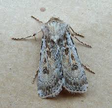 Attēlu rezultāti vaicājumam “Agrotis ripae larva”