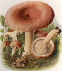 Attēlu rezultāti vaicājumam “Lactarius torminosus”