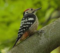 Attēlu rezultāti vaicājumam “Dendrocopos leucotos female”