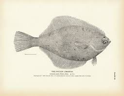 Image result for Limanda limanda