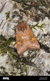 Attēlu rezultāti vaicājumam “Amphipoea”