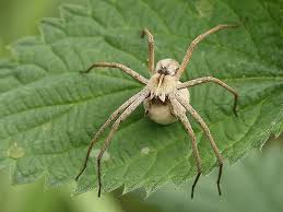 Attēlu rezultāti vaicājumam “Pisaura mirabilis”