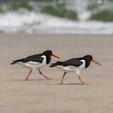 Attēlu rezultāti vaicājumam “Haematopus ostralegus adult”