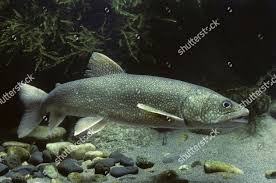 Image result for Salvelinus namaycush