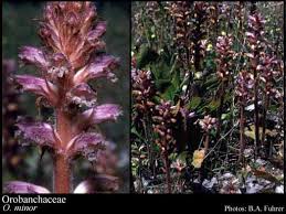Attēlu rezultāti vaicājumam “Orobanchaceae”