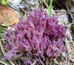 Attēlu rezultāti vaicājumam “Clavaria zollingeri”