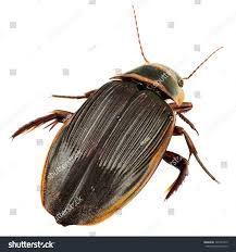 Attēlu rezultāti vaicājumam “Dytiscus marginalis”