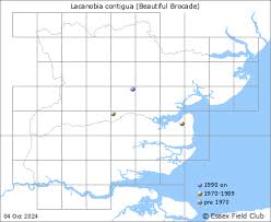 Attēlu rezultāti vaicājumam “Lacanobia contigua”