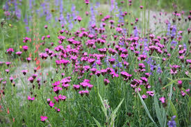 Image result for Dianthus carthusianorum