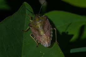 Attēlu rezultāti vaicājumam “Chlorochroa juniperina”