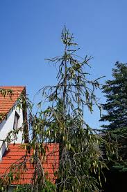 Attēlu rezultāti vaicājumam “Picea abies fo. virgata”