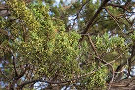 Attēlu rezultāti vaicājumam “Cribraria macrocarpa young”