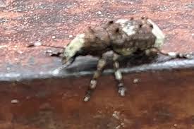 Attēlu rezultāti vaicājumam “Platystomos albinus”