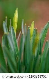 Attēlu rezultāti vaicājumam “Narcissus bud”