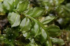 Attēlu rezultāti vaicājumam “Plagiomnium cuspidatum sporophyte”