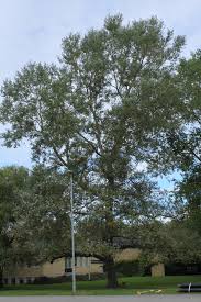 Attēlu rezultāti vaicājumam “Populus alba Nivea”