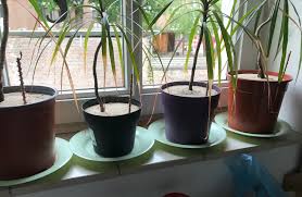 Attēlu rezultāti vaicājumam “Sciara analis”