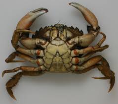 Image result for Carcinus maenas