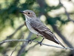 Attēlu rezultāti vaicājumam “Muscicapa striata juvenile”