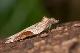 Attēlu rezultāti vaicājumam “Acleris laterana”