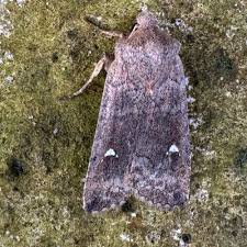 Attēlu rezultāti vaicājumam “Eupsilia transversa”