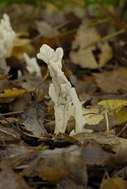 Attēlu rezultāti vaicājumam “Clavulina rugosa”