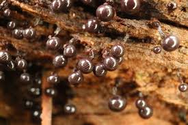 Attēlu rezultāti vaicājumam “Cribraria cancellata stalked”