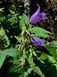 Attēlu rezultāti vaicājumam “Campanula latifolia leaf”