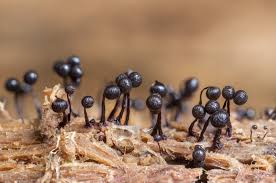 Attēlu rezultāti vaicājumam “Cribraria cancellata macro”