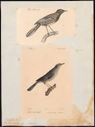 Image result for Sylvia sarda