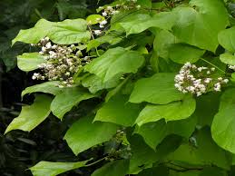 Attēlu rezultāti vaicājumam “Catalpa ovata”