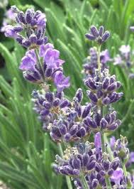 Attēlu rezultāti vaicājumam “Lavandula angustifolia flower”