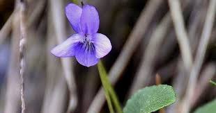 Attēlu rezultāti vaicājumam “Viola rupestris flower”
