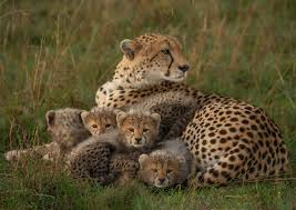 Afbeeldingsresultaat voor cheeta