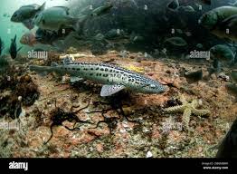 Image result for Poroderma pantherinum