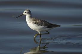 Attēlu rezultāti vaicājumam “Tringa stagnatilis”