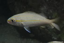 Image result for Haemulon aurolineatum