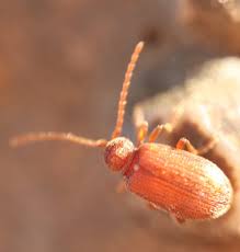 Attēlu rezultāti vaicājumam “Anobiidae”