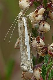 Attēlu rezultāti vaicājumam “Crambus hamella”