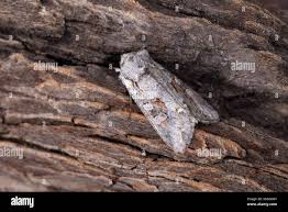 Attēlu rezultāti vaicājumam “Apamea sordens”