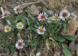 Attēlu rezultāti vaicājumam “Erigeron acris”