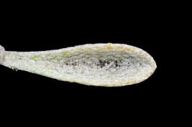 Image result for Alyssum diffusum