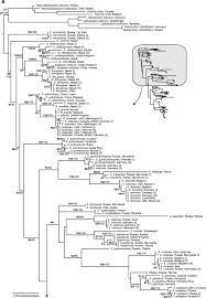 Attēlu rezultāti vaicājumam “Scapania lingulata”