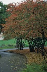 Attēlu rezultāti vaicājumam “Amelanchier canadensis”