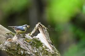 Attēlu rezultāti vaicājumam “Sitta europaea nest”